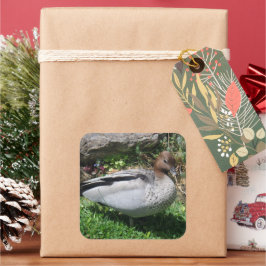 Pegatina Cuadrada Australian Wood Duck in Tranquil Garden