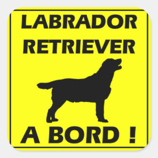Pegatina Cuadrada Autoadhesivo Labrador