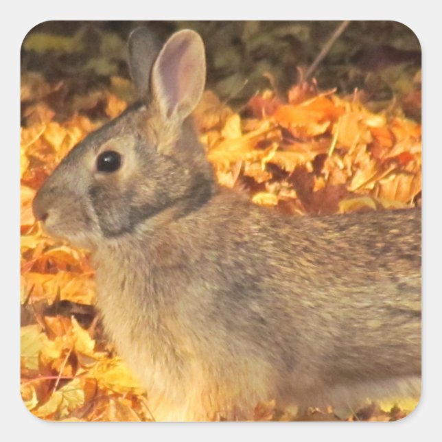 Pegatina Cuadrada Autumn Bunny (Anverso)