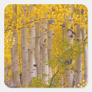 Pegatina Cuadrada Autumn crece en el paso Kebler en Colorado.