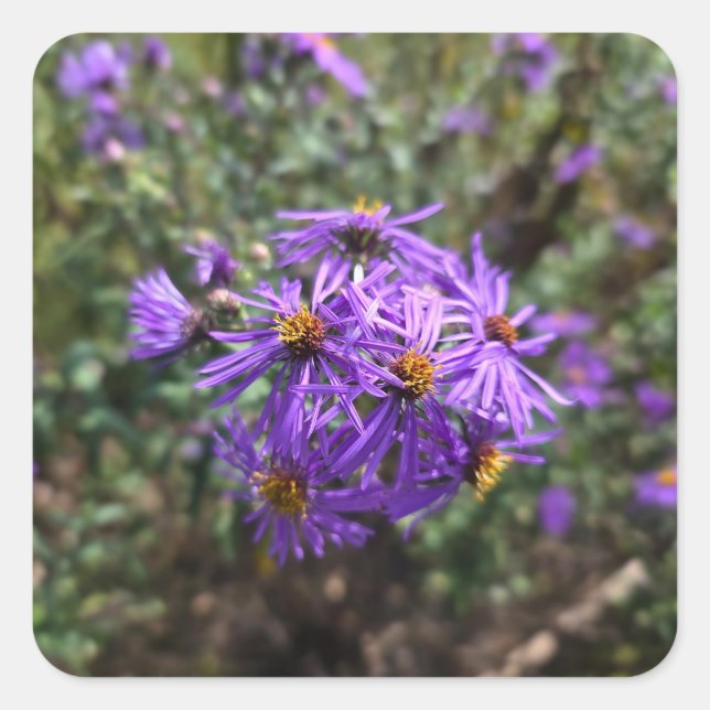 Pegatina Cuadrada Autumn's Purple Glow (Anverso)