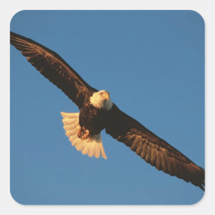 Pegatina Cuadrada Ave de presa, águila calva en vuelo, Kachemak