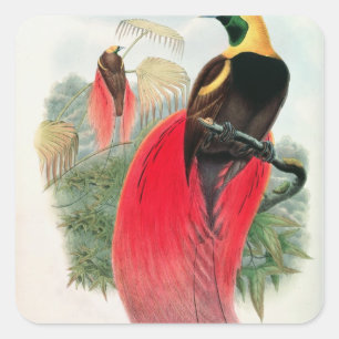 Pegatina Cuadrada Ave del paraíso, grabada por T. Gualterio