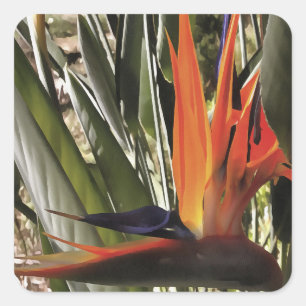 Pegatina Cuadrada Ave del Paraíso Strelitzia Reginae Acrílico Painti