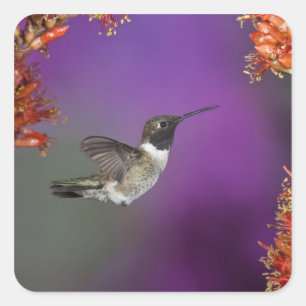 Pegatina Cuadrada Ave Humingbird, Archilochus alexandri,