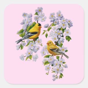 Pegatina Cuadrada Aves de aleta dorada y rosa manzana