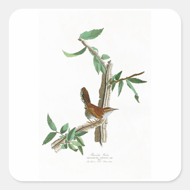 Pegatina Cuadrada Aves de América de Wren John James Audubon de Bewi (Anverso)