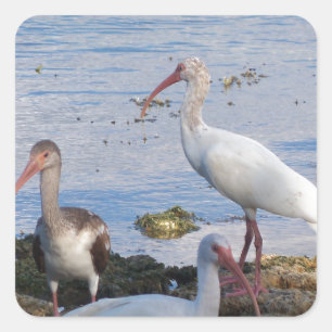 Pegatina Cuadrada Aves del Ibis a orillas de la bahía de Florida