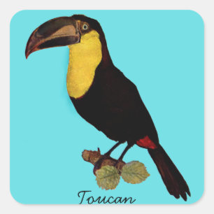 PEGATINA CUADRADA AVES TOUCANAS. TOUCAN STICKE