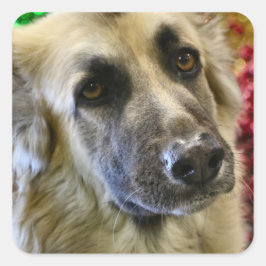 Pegatina Cuadrada Aww