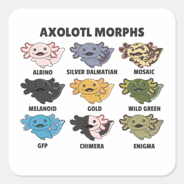 Pegatina Cuadrada Axolotls De Los Animales Dulces Del Mundo Axolotl  (Anverso)