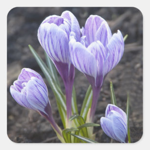 PEGATINA CUADRADA AZAFRÁN DE LA PÚRPURA DE LA PRIMAVERA
