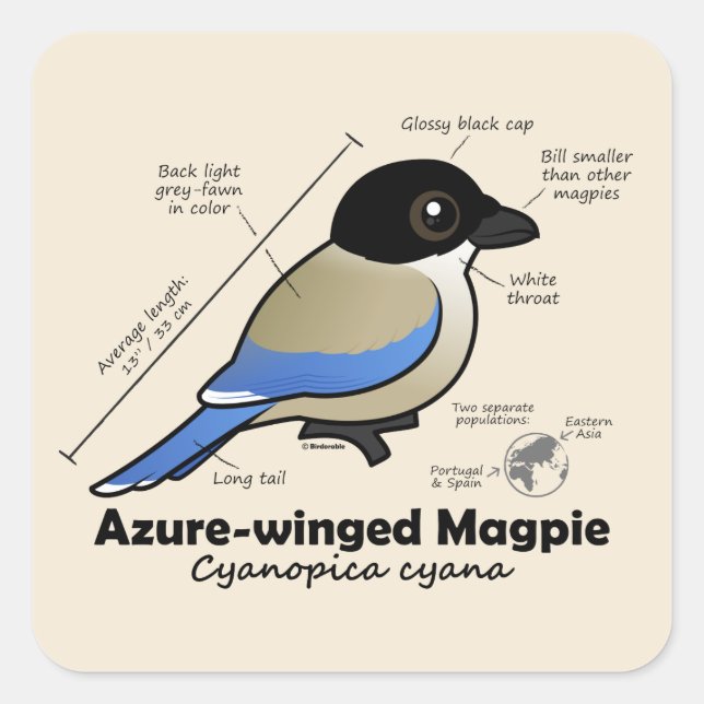 Pegatina Cuadrada Azure-winged Magpie Statistics (Anverso)