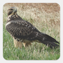 Pegatina Cuadrada B52 Aguililla de Swainson