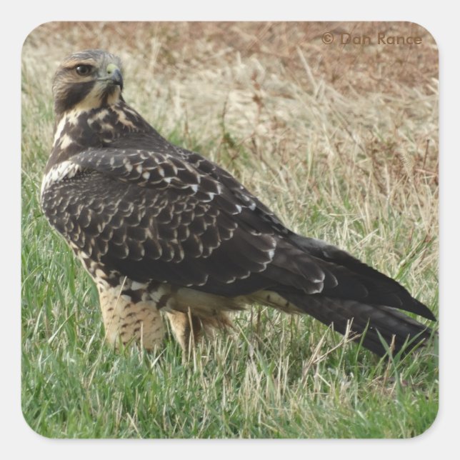 Pegatina Cuadrada B52 Aguililla de Swainson (Anverso)