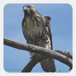 Pegatina Cuadrada B54 Aguililla de Swainson