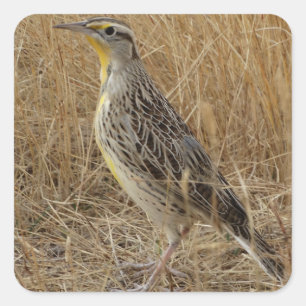 Pegatina Cuadrada B57 Meadowlark Occidental