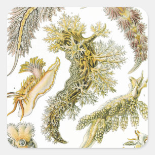 Pegatina Cuadrada Babosas marinas por Ernst Haeckel, Nudibranchia vi