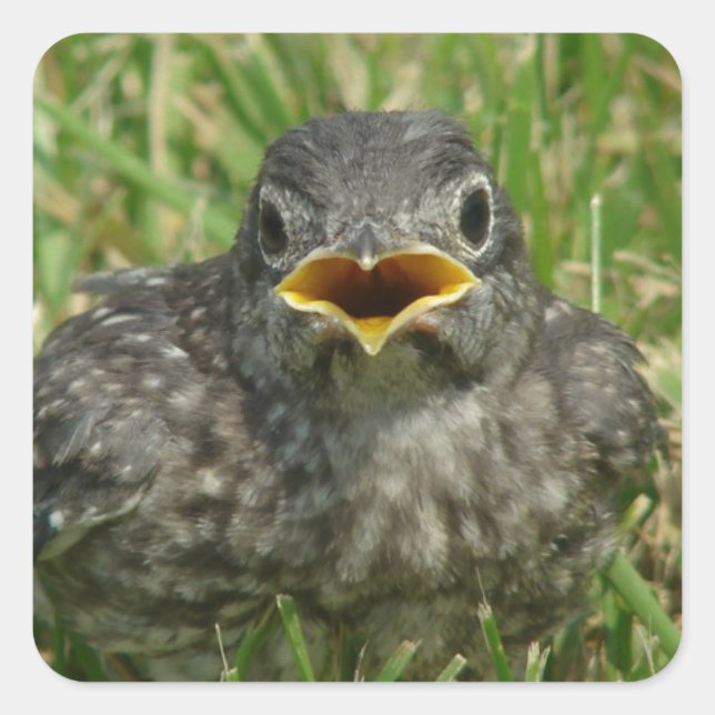 Pegatina Cuadrada Baby Bluebird (Anverso)