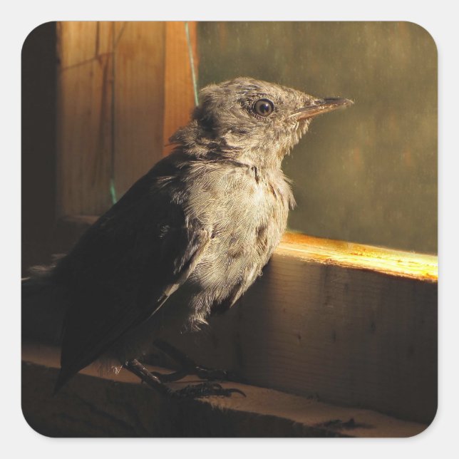 Pegatina Cuadrada Baby Catbird (Anverso)