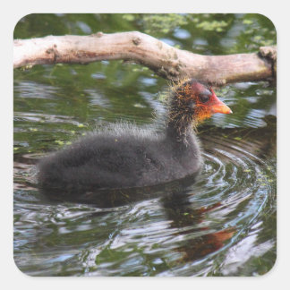 Pegatina Cuadrada Baby Coot