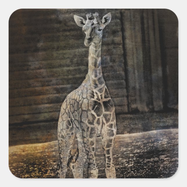 Pegatina Cuadrada Baby Giraffe (Anverso)