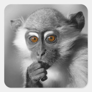 Pegatina Cuadrada Baby Mangabey Monkey