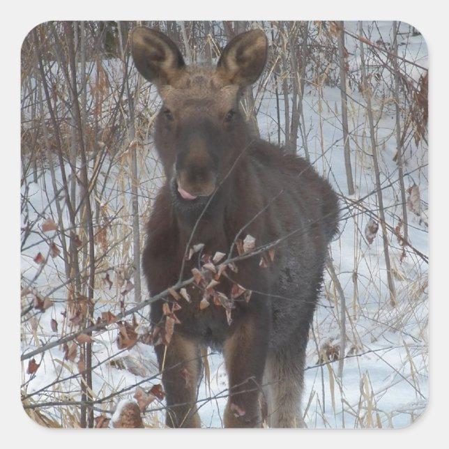 Pegatina Cuadrada Baby Moose (Anverso)