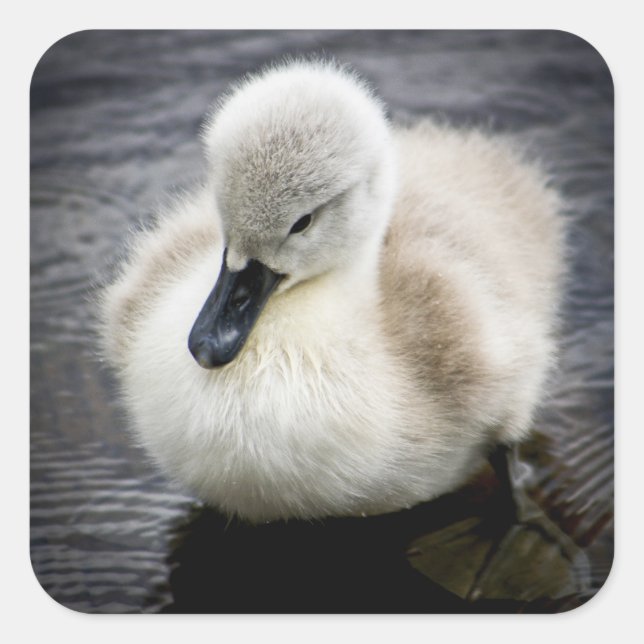 Pegatina Cuadrada Baby Swan | Cygnet (Anverso)