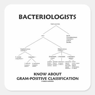 Pegatina Cuadrada Bacteriólogos conocen la clasificación grampositiv