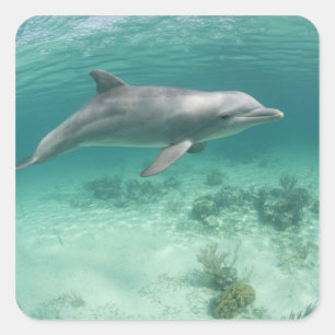 Pegatina Cuadrada Bahamas, Isla Gran Bahama, Freeport, Cautivo 6