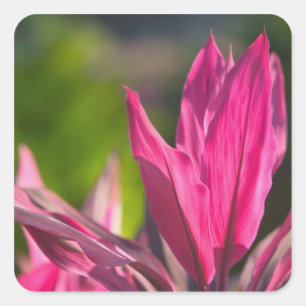 Pegatina Cuadrada BAHAMAS, Isla Nueva Providencia, Nassau:Paraíso