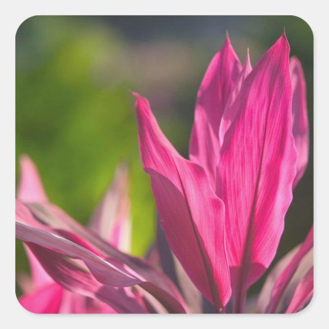 Pegatina Cuadrada BAHAMAS, Nueva Isla Providencia, Nassau: Paraíso (Anverso)