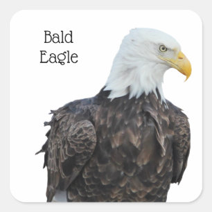 Pegatina Cuadrada Bald Eagle