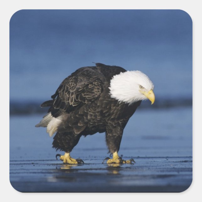 Pegatina Cuadrada Bald Eagle (Anverso)