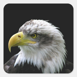 Pegatina Cuadrada Bald Eagle