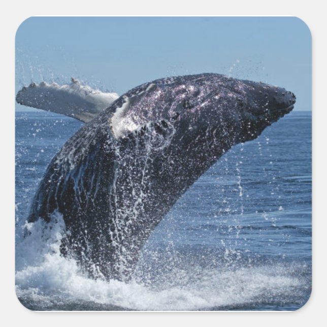 Pegatina Cuadrada Ballena (Anverso)