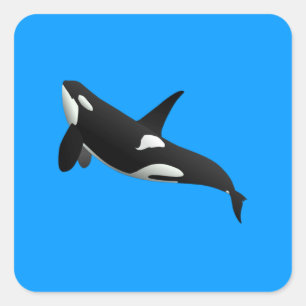 Pegatina Cuadrada Ballena asesina, Orcinus Orca
