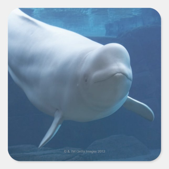 Pegatina Cuadrada Ballena Beluga (Delphinapterus leucas) (Anverso)