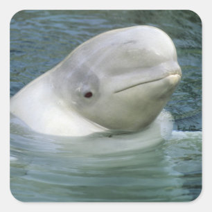 Pegatina Cuadrada Ballena Beluga, Delphinapterus leucas)