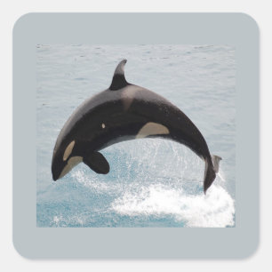 Pegatina Cuadrada Ballena de la orca de Washington