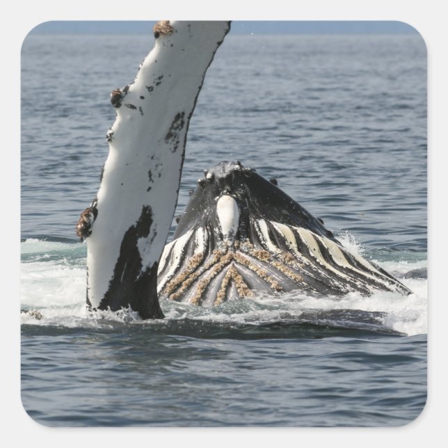 Pegatina Cuadrada Ballena jorobada (Anverso)