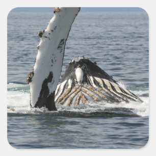 Pegatina Cuadrada Ballena jorobada