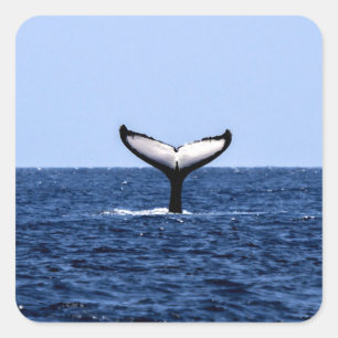 Pegatina Cuadrada Ballena jorobada en el océano