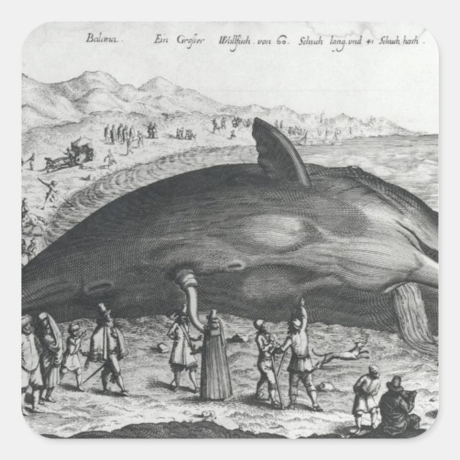 Pegatina Cuadrada Ballena muerta (Anverso)