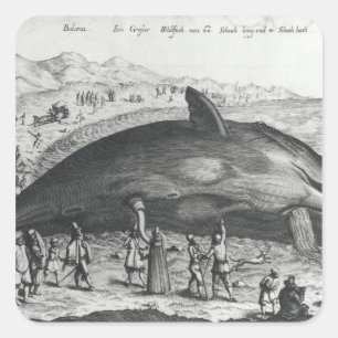 Pegatina Cuadrada Ballena muerta