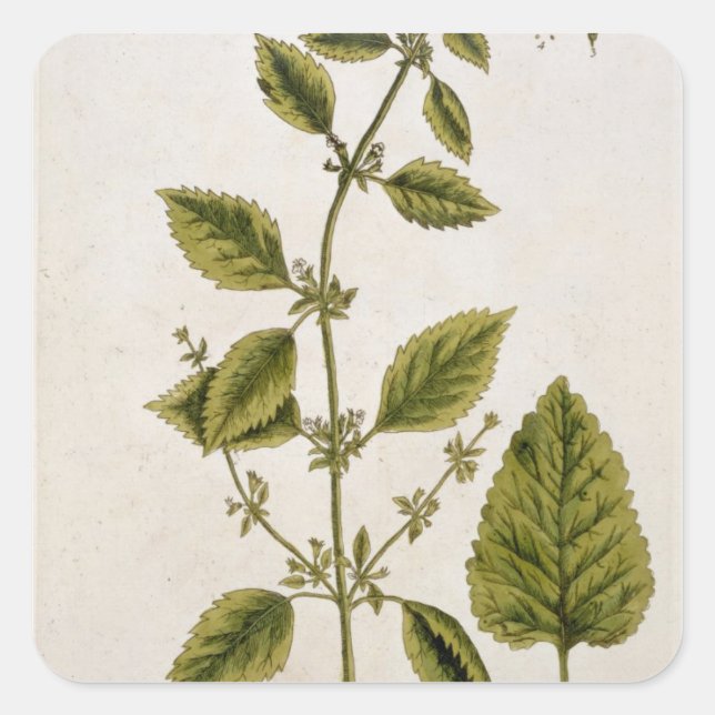 Pegatina Cuadrada Balm, placa 27 de 'A Curious Herbal', publicada (Anverso)