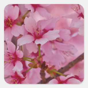 Pegatina Cuadrada Bañado en flores de cerezo japonesas rosadas