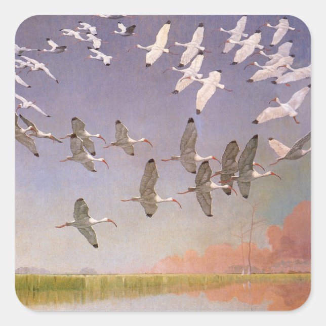Pegatina Cuadrada Bandada de Ibis volando sobre humedales, aves anti (Anverso)