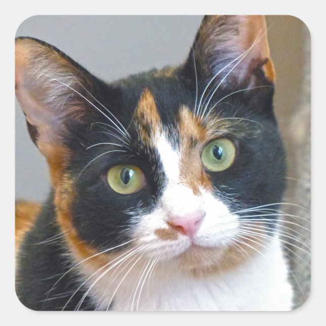 Pegatina Cuadrada Bandit (Anverso)
